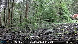 Fallow Deer calling its Baby  Forest Of Dean [upl. by Niac]