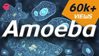 What is An Amoeba  Biology  Extraclasscom [upl. by Finer]