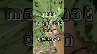 pestisida organik daun pepaya tipsberkebun berkebundirumah kebunsendiri shortvideo [upl. by Idleman]