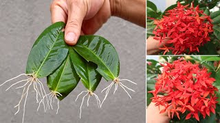 Easy tips for Propagating Jungle Geranium Ixora by leaves in the sand and the results are amazing [upl. by Yarled]