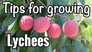 Petes Tips for Growing Lychees in South Florida [upl. by Saint]