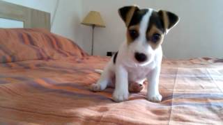 Jack Russel puppy 49 days old [upl. by Isbella504]