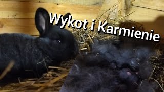 Wykot i Karmienie Królików [upl. by Sheng110]