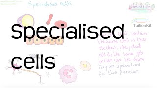 Specialised cells  Revision for Biology GCSE and IGCSE [upl. by Margie]