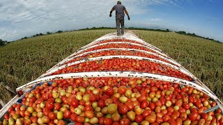 American Agriculture Technology  Harvest Billions Of Tomatoes In California [upl. by Rotman]