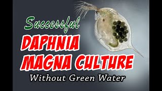 How to Cultue Daphnia Magna the Easy Way [upl. by Tepper]