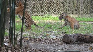 Tiger cub triplets at Jacksonville Zoo make public debut in zoos Land of the Tiger exhibit [upl. by Irra]