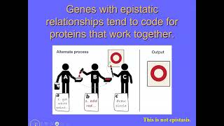 Chapter 11 Multiple Genes [upl. by Rostand]