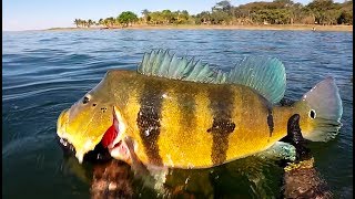 GRANDES CARDUMES  TUCUNARÉ AZUL  EQUIPE ATASUB [upl. by Shear]