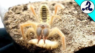 【捕食】ヒヨケムシのエサやり CAMEL SPIDER FEEDING [upl. by Faina]