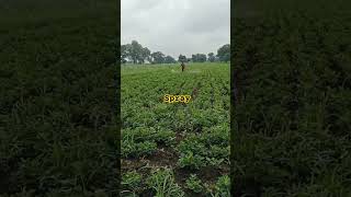 Herbicide Pesticides spray Precaitions of herbicides Spray [upl. by Abana]