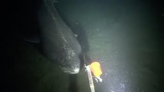 Greenland Shark Spotted [upl. by Rexer]