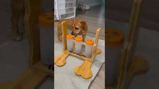 Teaching my dogs how to use a slow feeder puzzle [upl. by Redfield]