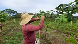 Poda y distancia de siembra en el cultivo de maracuya [upl. by Andeee710]