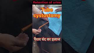 Tube Cystostomy l Retention of urine l dr umar khan [upl. by Oglesby892]