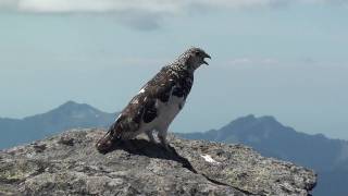 WT ptarmigan flutter flight and display call by ktbirdingcom [upl. by Mast]