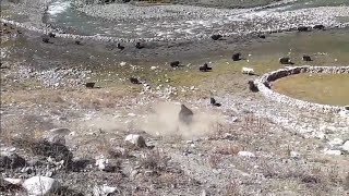 Dolpo tinje yak fighting [upl. by Gusba]