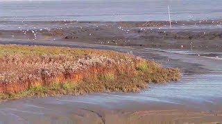 Das Wattenmeer in Varel bei Ebbe in der Nähe von Wilhelmshaven [upl. by Paolo]