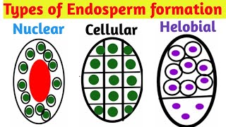 Types of Endosperm formation  Nuclear type Cellular type Helobial type  Pravin Bhosale [upl. by Gearalt]