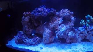 Innovative Marine 20 Gallon NUVO Fusion Peninsula Aquarium [upl. by Lund]