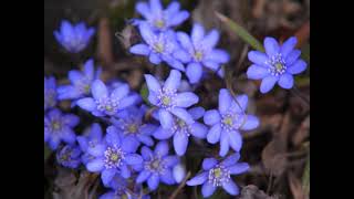 Spring blooming Hepatica nobilis [upl. by Maurreen]