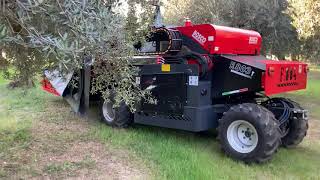 BOSCO  raccolta olive meccanizzata F804 testata vibrante  ombrello  mechanized olive harvest [upl. by Enneite]