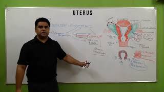 uterus in hindi  layers of uterus  गर्भाशय  uterus anatomy  cervix  female reproductive system [upl. by Aniger862]