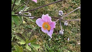 Anémone japonaise September Charm ou quotAnemone hupehensisquot Sipmlicité et beauté [upl. by Felten503]