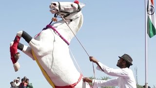 Horse Dancing At The Cattle Fair In Pushkar Rajasthan India [upl. by Atiuqes]