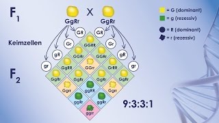 DNA und Vererbung [upl. by Niltak]