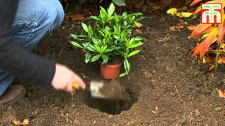 How to grow potted plants video with Thompson amp Morgan [upl. by Soisinoid]