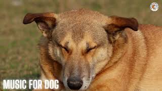 🐶Soothing music for Dog to sleep  Music for Dogs [upl. by Akiret847]