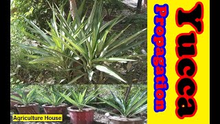 Yucca Plant Propagation How to produce new plants from Yucca suckers [upl. by Ramin]