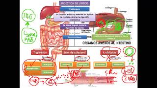 Bioquímica  Digestión y absorción de lípidos [upl. by Johst327]