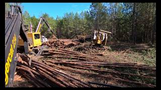 Tigercat 234 Loader Processing Pine Pulpwood [upl. by Adlemy172]