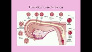 Obstetrics Drugs Lecture in Hindi  Uses of Folic Acid Iron amp Calcium  Drugs in Pregnancy amp Labour [upl. by Muhcon]