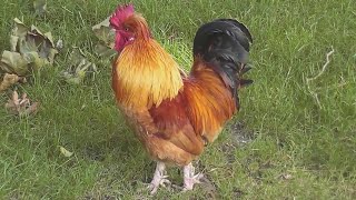 Rooster crowing loud in the early morning [upl. by Atlante]