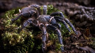 Costa Rican Zebra Stripe Knee Tarantula How To CARE for the Aphonopelma seemanni [upl. by Miof Mela]