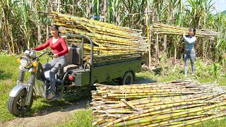 Use 3wheeled Vehicle Harvesting Many Sugarcane Goes To Sell To Villagers  Phuong Free Bushcraft [upl. by Zarger980]