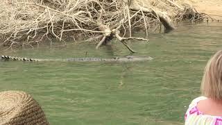 Crocodile attack Daintree River Queensland [upl. by Norahc]