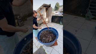 Minha composteira depois de mais 1 mês composting horta alimentaçãosaudável composteira adubo [upl. by Nosretep]