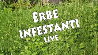 Erbe infestanti [upl. by Nallac]