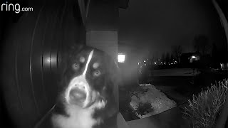 Watch What This Dog Did When He Heard His Favorite Human’s Voice From a Video Doorbell  RingTV [upl. by Seibold826]