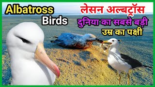 Albatross Ke bare mein jankari Characteristics and interesting facts About Albatross in Hindi [upl. by Elyn]