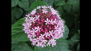 Planting Clerodendrum Bungei aka Mexican Hydrangea  Year round cut flower garden  Ep 18 [upl. by Jessabell912]