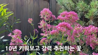 강력 추천 키우기 쉽고 개화기간도 긴 노지월동 다년생 센트란투스Centranthus ruber Jupiters beard 밴쿠버 작은 정원 [upl. by Atiruam554]