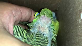 MOTHER BUDGIE PLUCKING CHICK HELP [upl. by Aihsyla878]