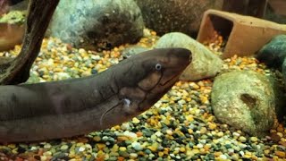 Lumpy The Lungfish A Living Fossil [upl. by Modeste450]