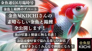 【2024年6月号】金魚屋KIICHIさんの素晴らしい金魚と錦鯉全公開します！ [upl. by Itnuahsa]