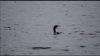 Cormorant Diving at Rye Harbour [upl. by Gladine]